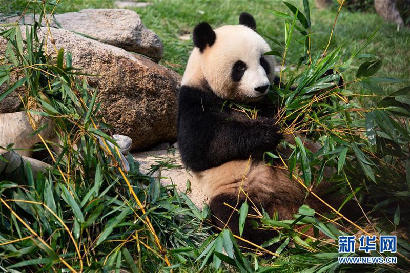 Macao: Pandazwillinge feiern ihren zweiten Geburtstag