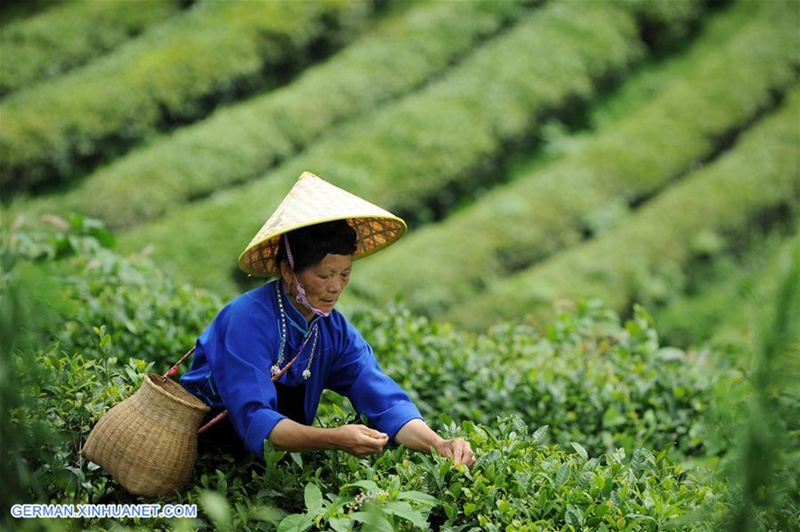 Kreis Danzhai ?ndert Teeplantagenmanagementmodus zur F?rderung der Armutsbek?mpfung