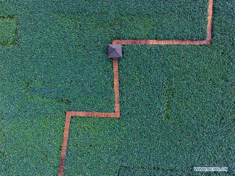 Lotusblumen im Sommer