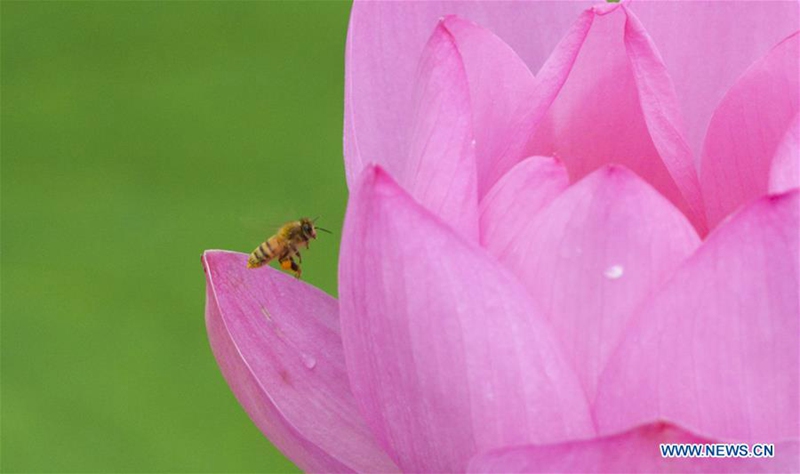 Lotusblumen im Sommer