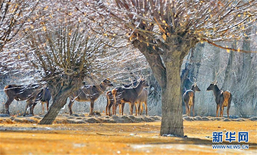 Qinghai-Tibet-Hochebene weiter unter saubersten Regionen der Welt