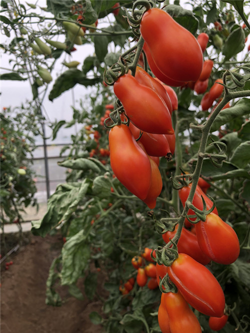 Tomaten-Gew?chshaus in Beijing