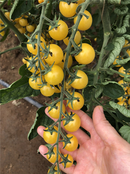 Tomaten-Gew?chshaus in Beijing