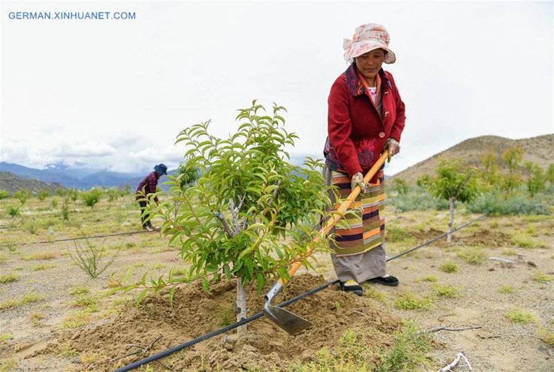Grüne Industrie in Tibet dient Einkommenswachstum der Einwohner