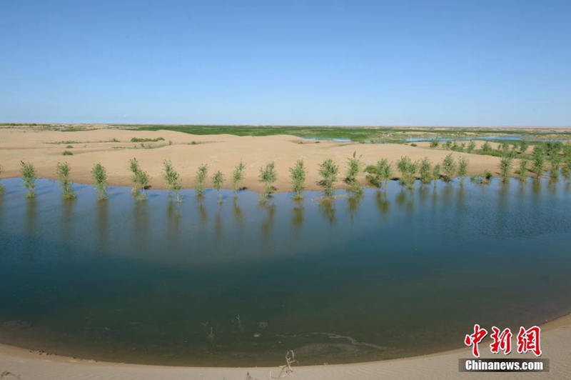 Die siebtgr??te Wüste Chinas wird grüner