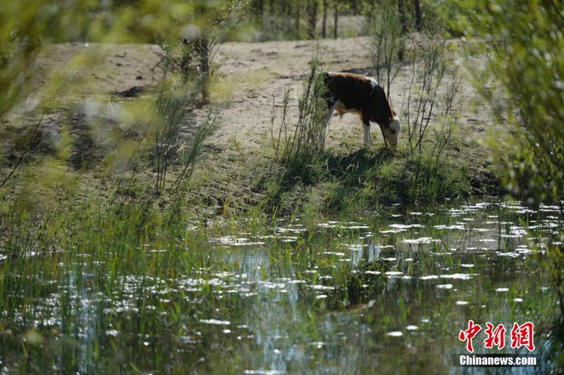 Die siebtgr??te Wüste Chinas wird grüner