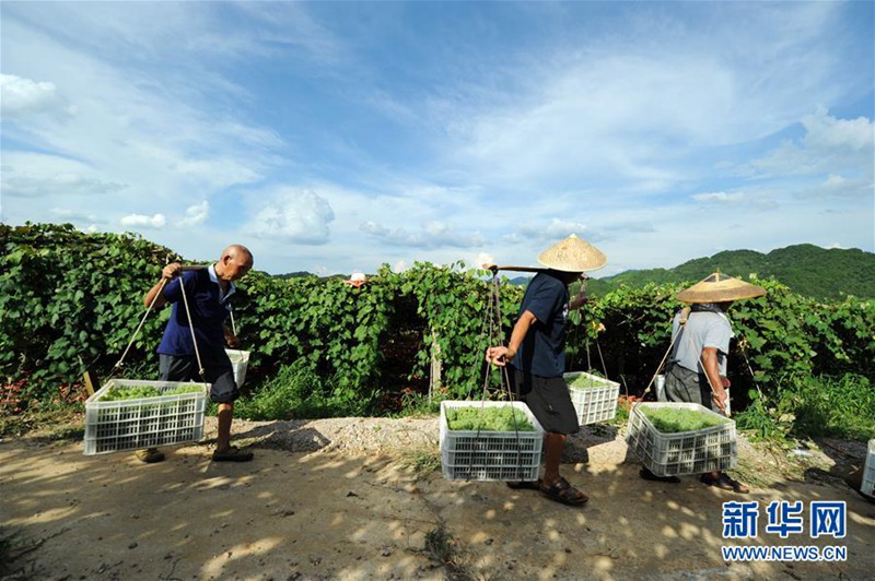 Traubenernte in der Provinz Guizhou