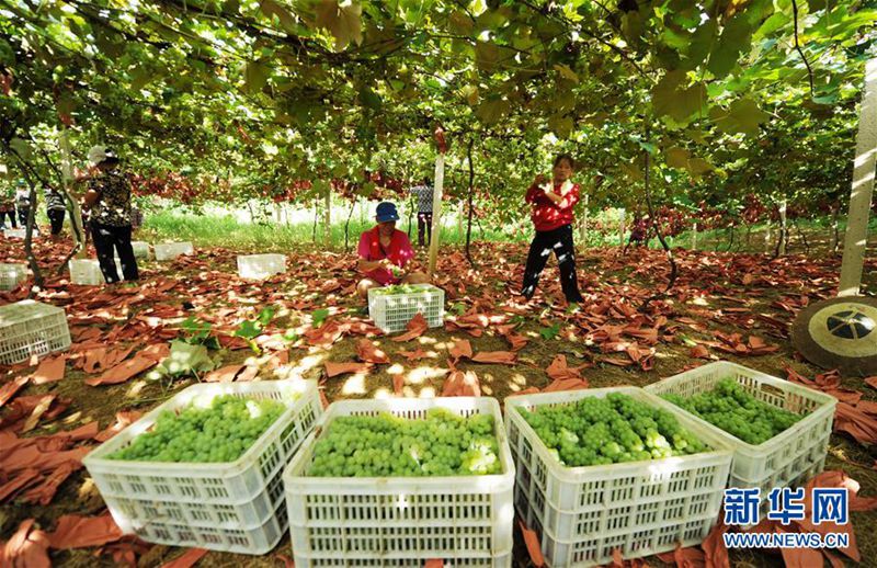 Traubenernte in der Provinz Guizhou