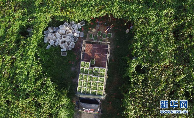 Traubenernte in der Provinz Guizhou