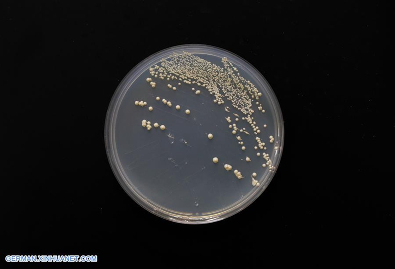China Focus: Chinesische Wissenschaftler führen eine genetische Operation durch, um die erste Einzel-Chromosom-Hefe zu erzeugen