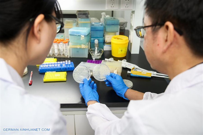 China Focus: Chinesische Wissenschaftler führen eine genetische Operation durch, um die erste Einzel-Chromosom-Hefe zu erzeugen