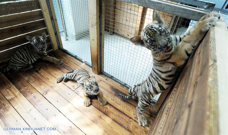 Südchinesische Tigerjungen in Zuchtbasis in Suzhou