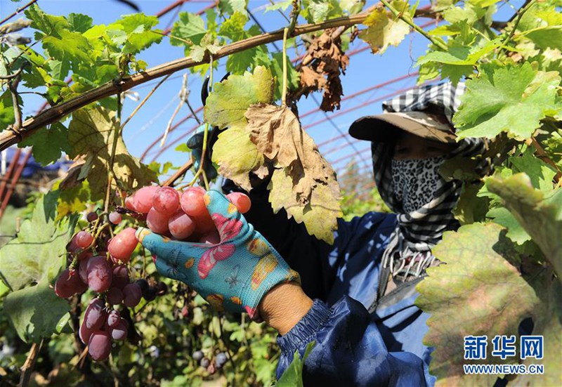 Effektiver Kampf gegen Verwüstung in Zhongwei, Ningxia