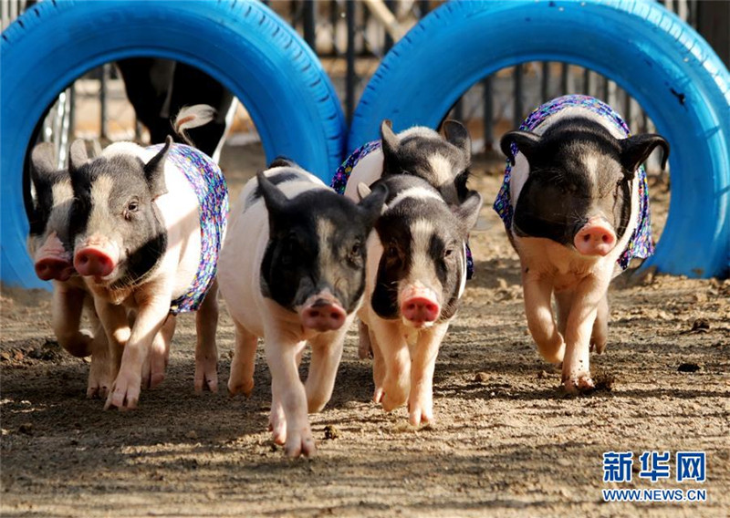 Lustiges Sportfest für Schweine in Hebei