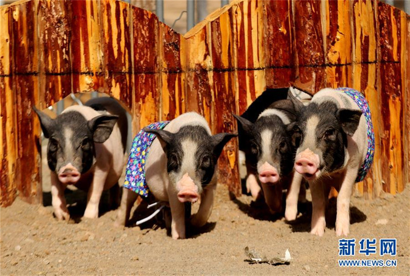 Lustiges Sportfest für Schweine in Hebei