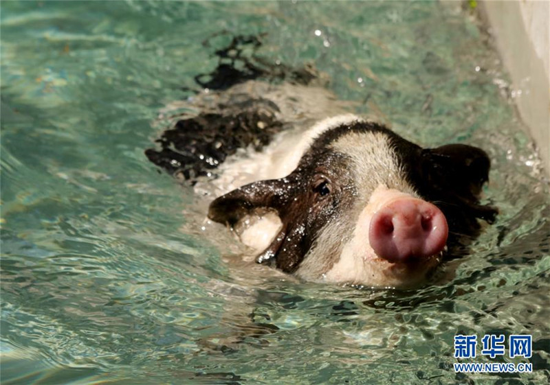 Lustiges Sportfest für Schweine in Hebei