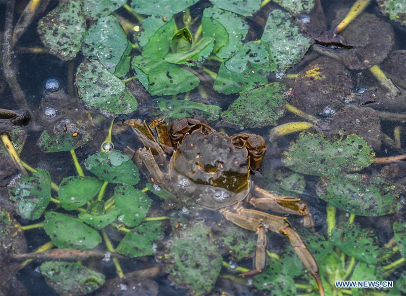 Taihu-See: Fischer in der Erntezeit für Krabben