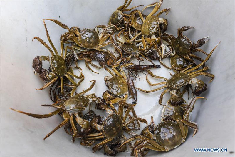 Taihu-See: Fischer in der Erntezeit für Krabben