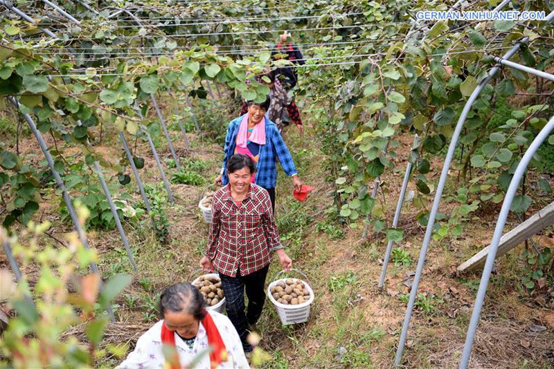 Bauern ernten Kiwifrucht in Anhui