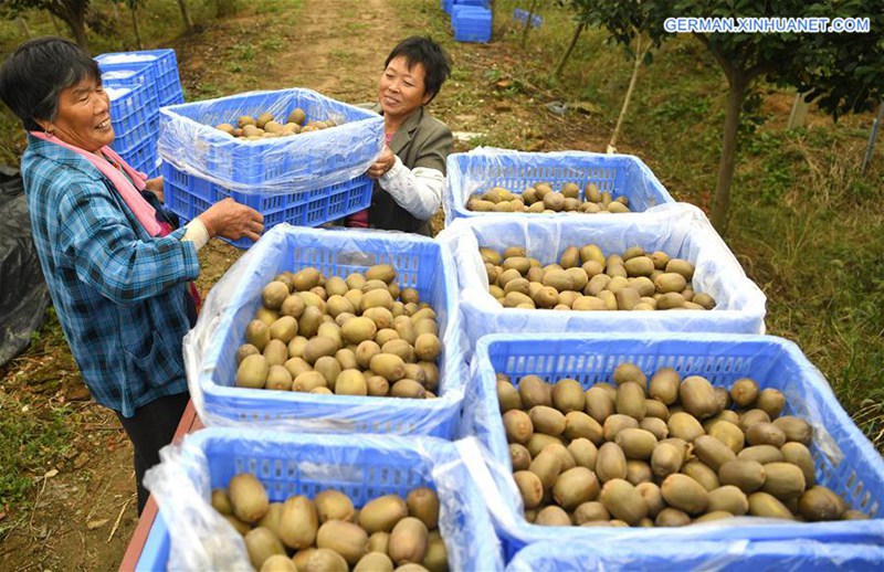 Bauern ernten Kiwifrucht in Anhui
