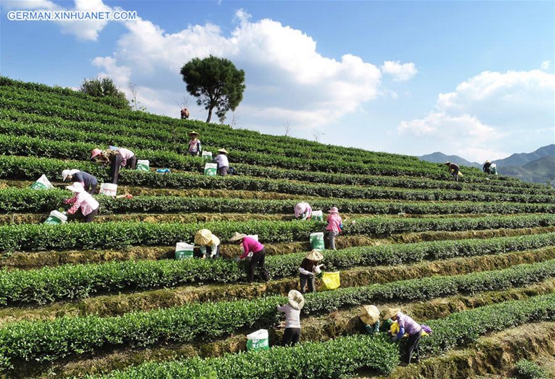 Tieguanyin-Herbsttee tritt in Erntezeit in Chinas Fujian ein