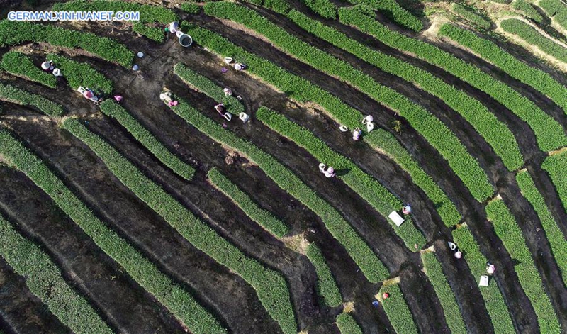 Tieguanyin-Herbsttee tritt in Erntezeit in Chinas Fujian ein