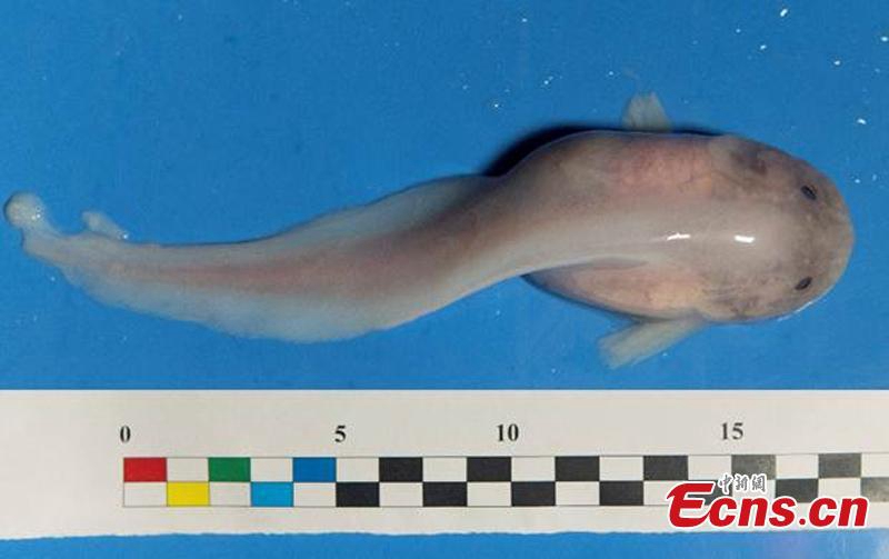 Chinesische Wissenschaftler auf Tiefsee-Forschungsmission im Marianengraben