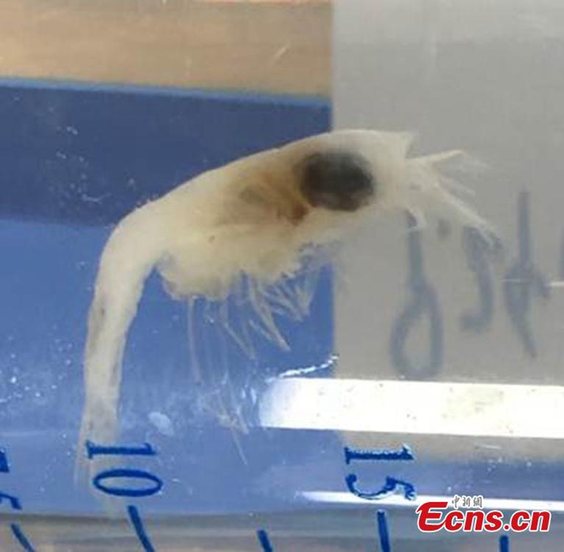 Chinesische Wissenschaftler auf Tiefsee-Forschungsmission im Marianengraben