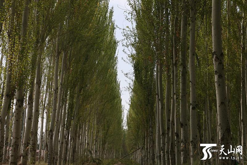 ?kologisches Projekt von Kekeya: Ein von Menschenhand geschaffenes Wunder