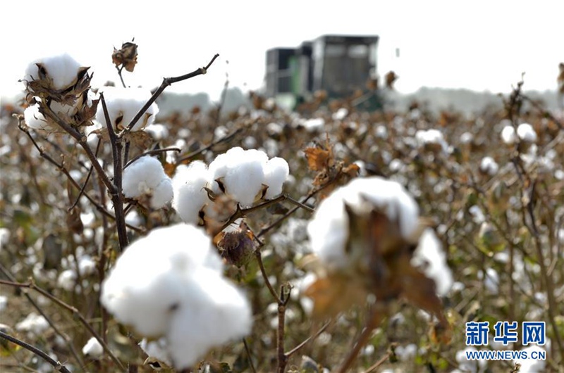 Ernte im Baumwollmeer