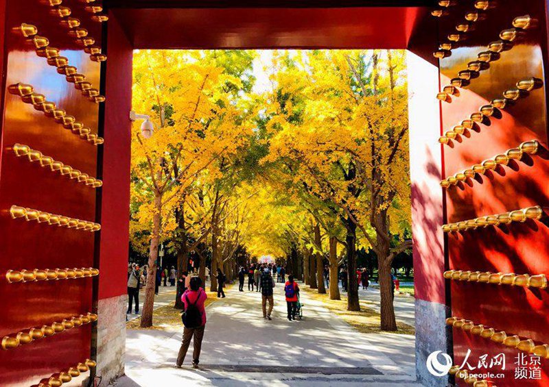 Ginkgob?ume verwandeln den Erdaltar in ein gelbes Meer