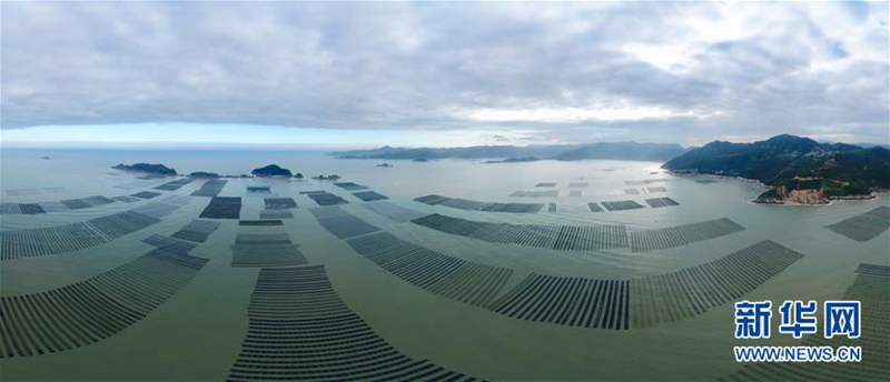 Xiapu: Erntezeit für essbare Meeresalgen