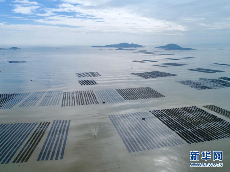 Xiapu: Erntezeit für essbare Meeresalgen