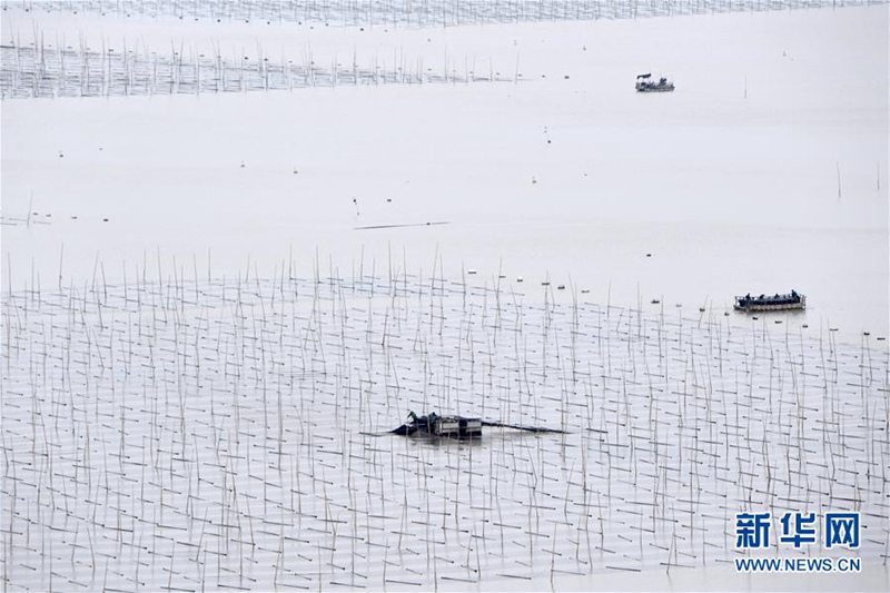 Xiapu: Erntezeit für essbare Meeresalgen