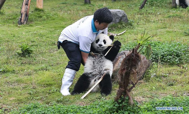 Weltweite Anzahl von Pandas in Gefangenschaft steigt auf 548 