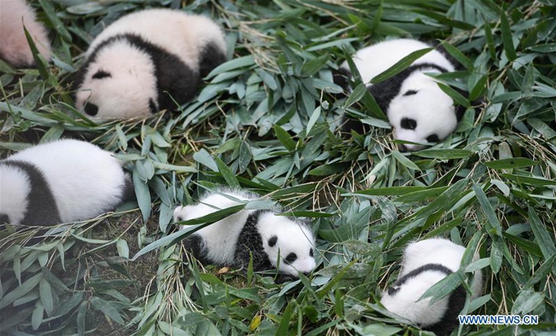 Weltweite Anzahl von Pandas in Gefangenschaft steigt auf 548 