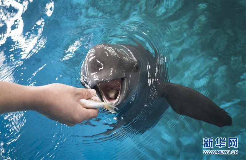 Jangtse-Glattschweinswal in zentralchinesischem Delphinarium zu sehen