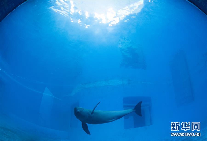 Jangtse-Glattschweinswal in zentralchinesischem Delphinarium zu sehen