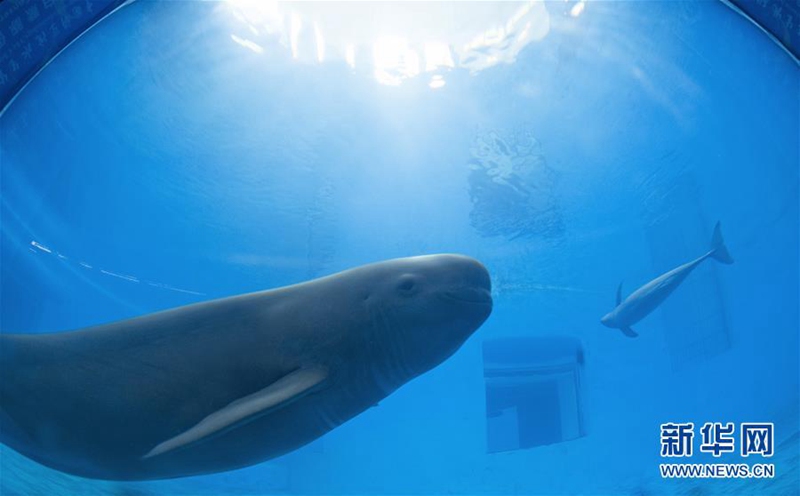 Jangtse-Glattschweinswal in zentralchinesischem Delphinarium zu sehen