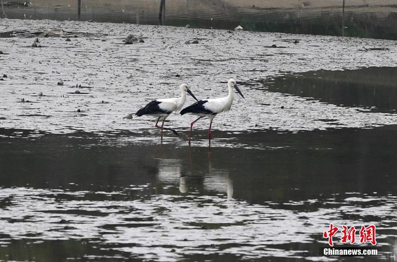 über 100 Orientalische Wei?st?rche überwintern in Anhui