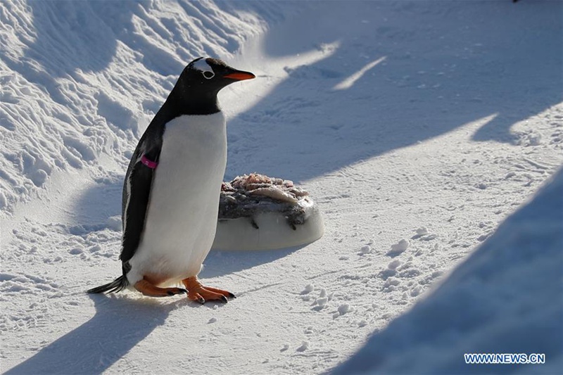 Pinguine spielen in Harbin