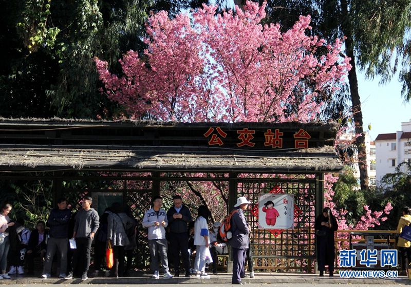 Kunming: Romantische Kirschblüten im Winter