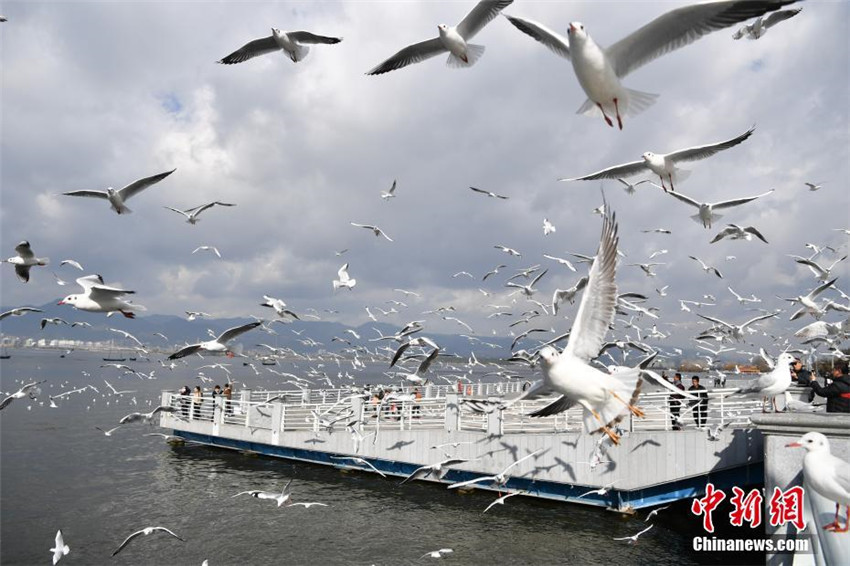 M?wen freuen sich über das Zuhause in Südchina