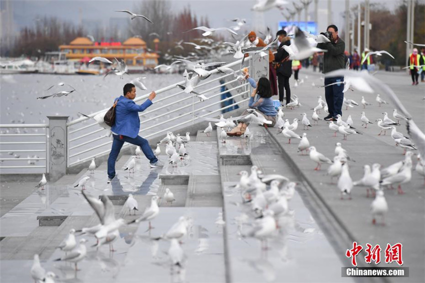 M?wen freuen sich über das Zuhause in Südchina