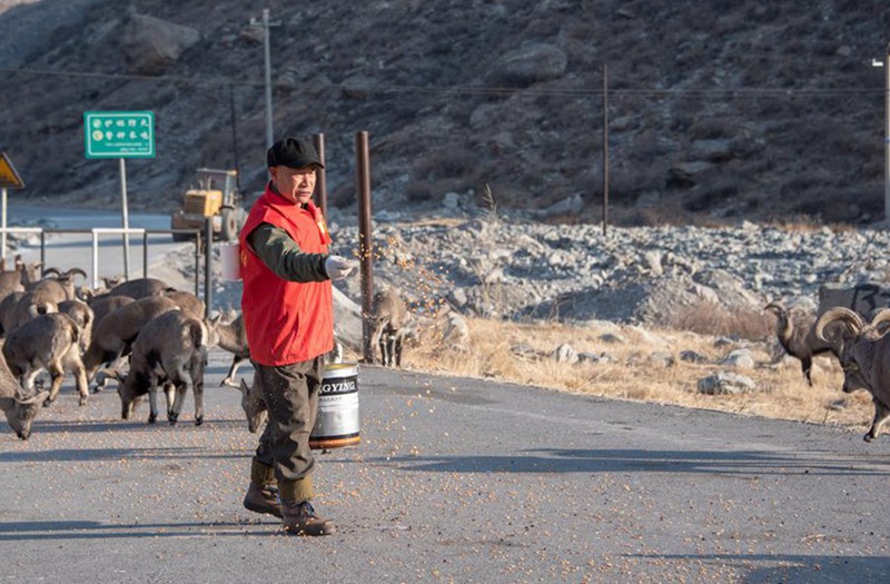 F?rster macht den Winter für Blauschafe angenehmer 