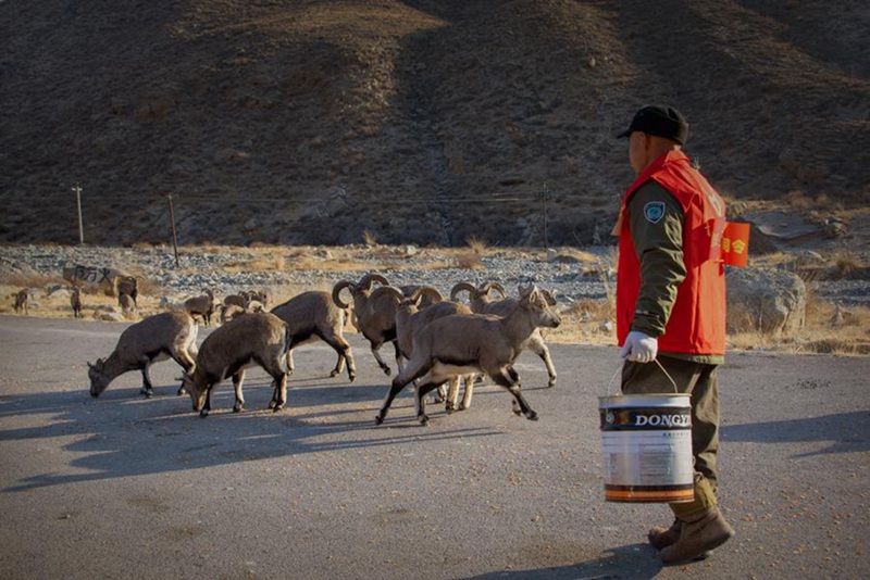 F?rster macht den Winter für Blauschafe angenehmer 