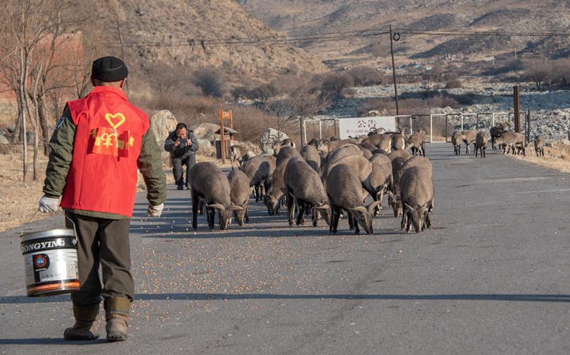 F?rster macht den Winter für Blauschafe angenehmer 