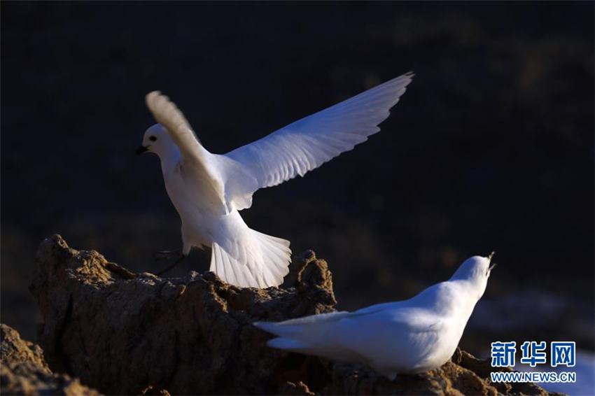 Chinas Antarktis-Expeditionsteam überwacht Schneesturmv?gel erstmals mit Infrarotkameras