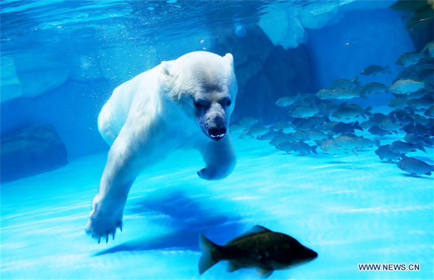 Eisb?ren feiern Laternenfest mit exklusivem ?Tangyuan“