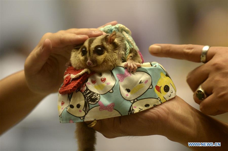 Haustier-Show auf Internationaler Ausstellung in Jakarta